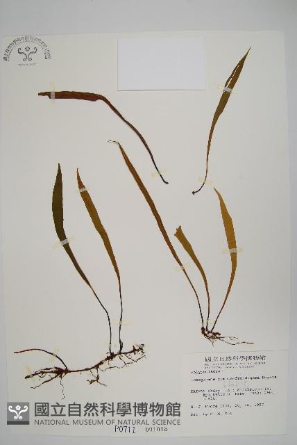 長柄劍蕨藏品圖，第1張