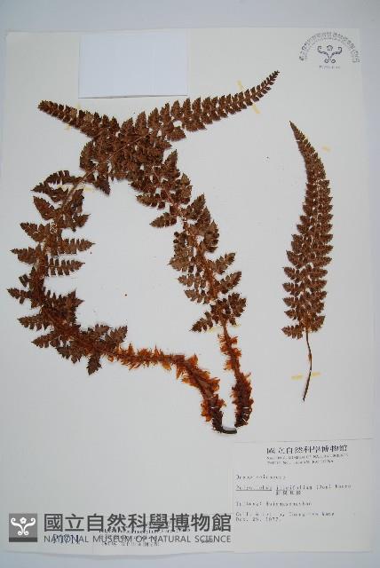 針葉耳蕨藏品圖，第1張