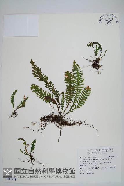 密毛蒿蕨藏品圖，第1張