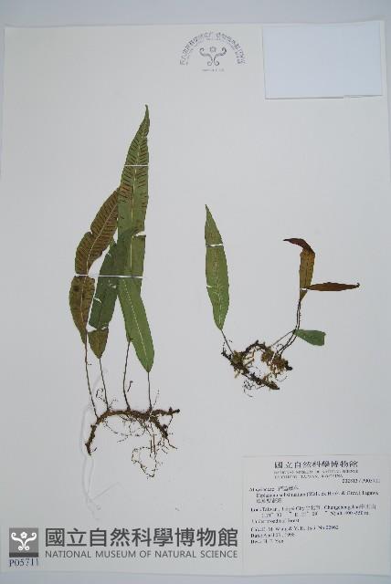 單葉雙蓋蕨藏品圖，第1張