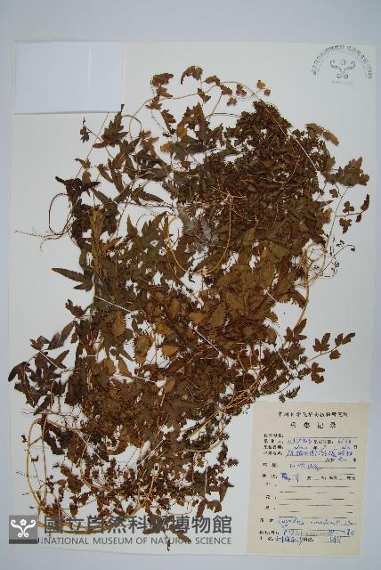 小葉海金沙藏品圖，第1張