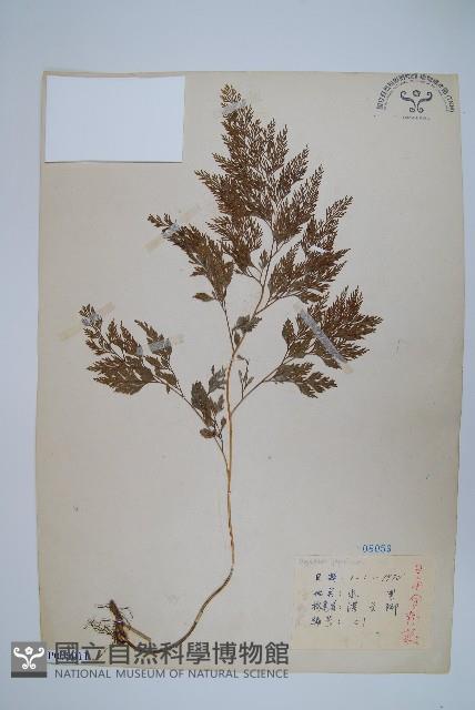 日本金粉蕨藏品圖，第1張