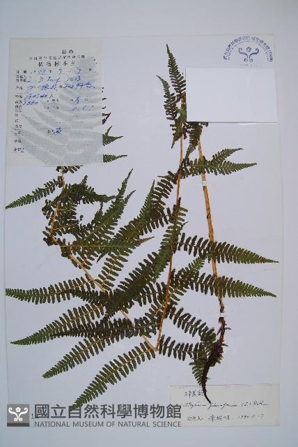 蹄蓋蕨藏品圖，第1張