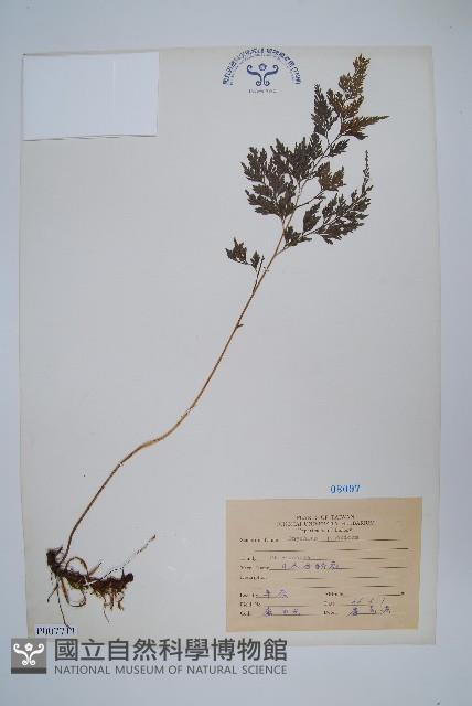 日本金粉蕨藏品圖，第1張