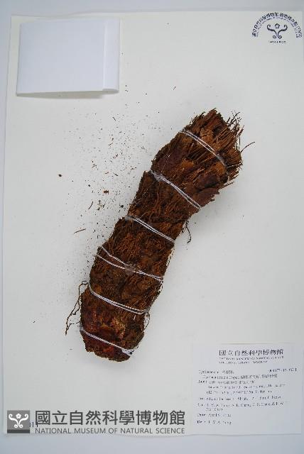 蘭嶼筆筒樹、蘭嶼桫欏藏品圖，第1張