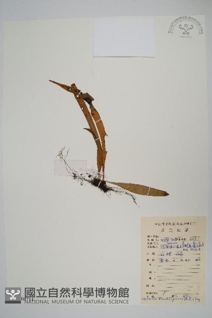 瓦葦藏品圖，第1張