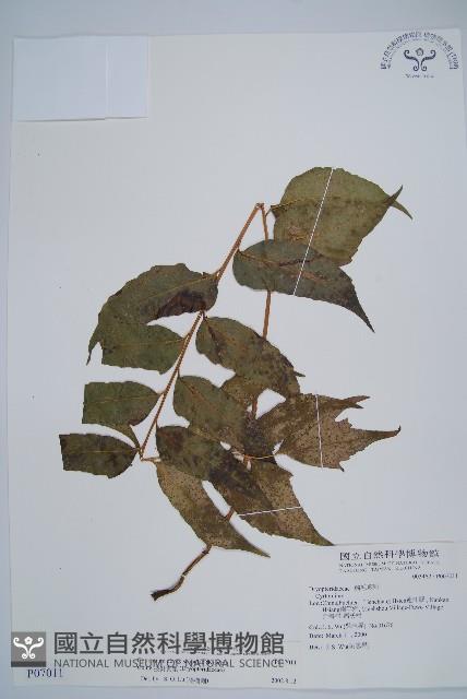 披針貫眾蕨藏品圖，第1張