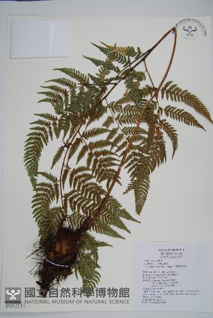 Accession Number:P012511 Collection Image, Figure 1, Total 2 Figures