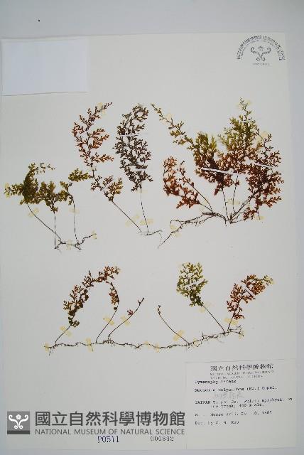 細葉蕗蕨藏品圖，第1張