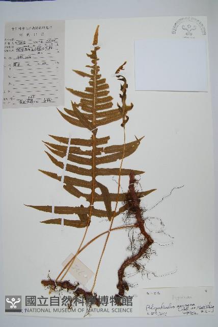 友水龍骨藏品圖，第1張