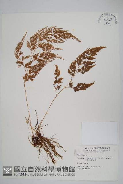 日本金粉蕨藏品圖，第1張