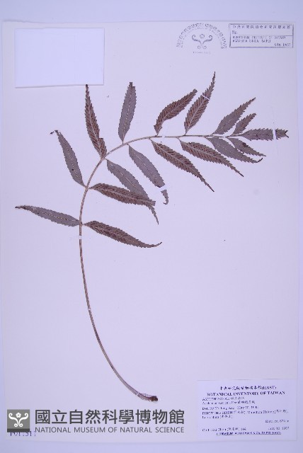 蘭嶼鐵角蕨藏品圖，第1張