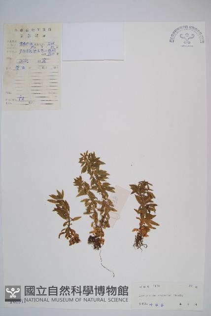 千層塔藏品圖，第1張