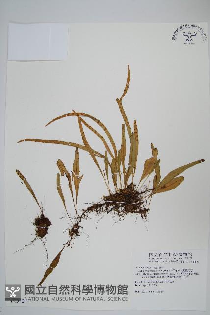 擬芨瓦葦藏品圖，第1張