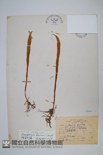 褐基劍蕨藏品圖，第1張