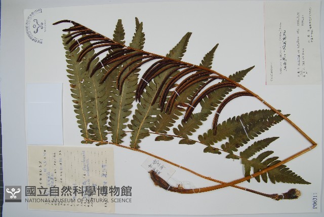 東方莢果蕨藏品圖，第1張