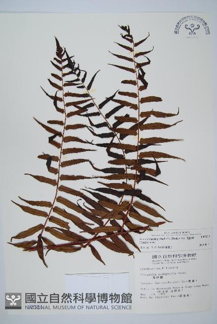 黑桫蕨藏品圖，第1張