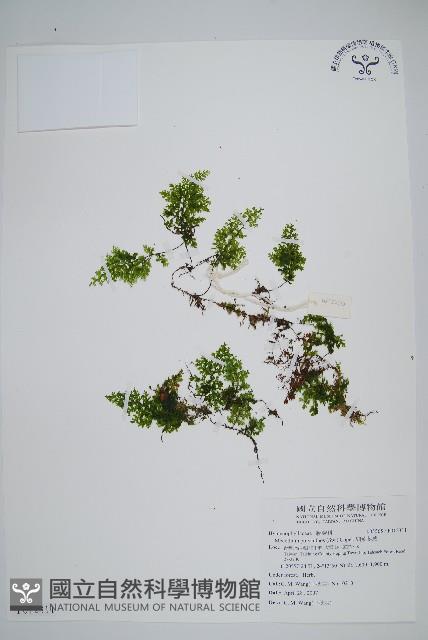 細葉蕗蕨藏品圖，第1張
