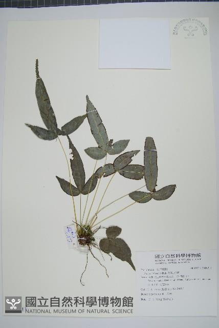 岩鳳尾蕨藏品圖，第1張