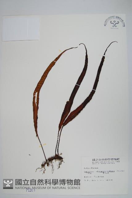 粵瓦葦藏品圖，第1張