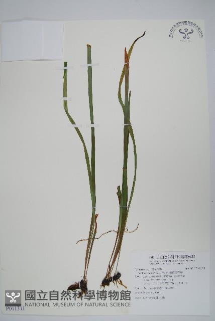 垂葉書帶蕨藏品圖，第1張