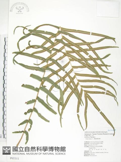 鱗蓋鳳尾蕨藏品圖，第1張