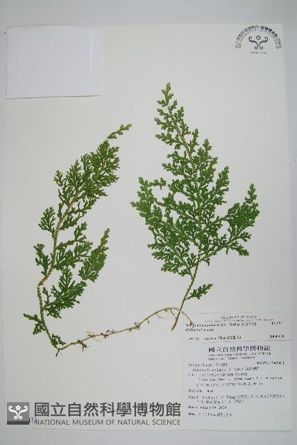 密葉卷柏藏品圖，第1張