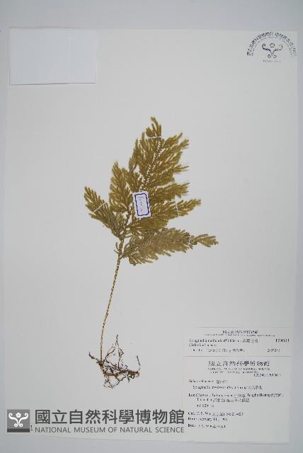 異葉卷柏藏品圖，第1張