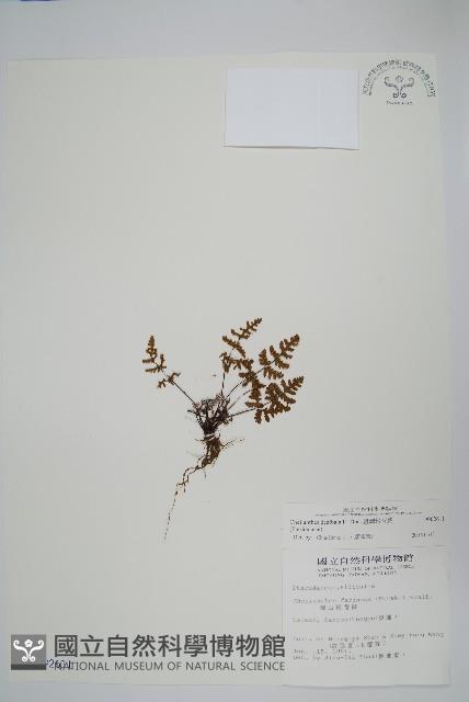 臺灣粉背蕨藏品圖，第1張