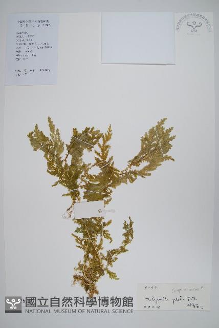 全緣卷柏藏品圖，第1張