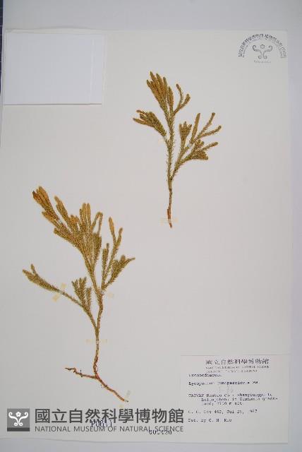 Tree clubmoss Collection Image, Figure 1, Total 2 Figures