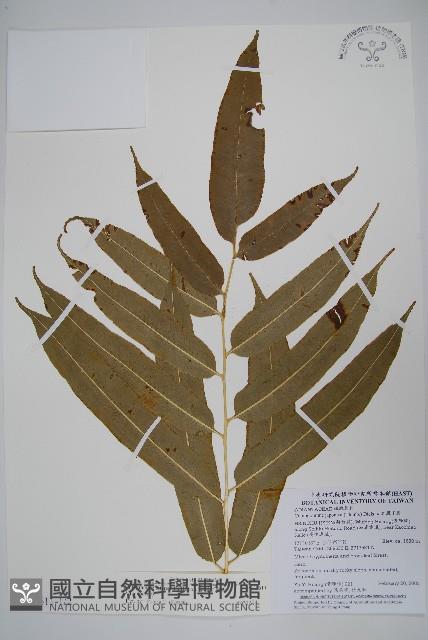 華鳳丫蕨藏品圖，第1張