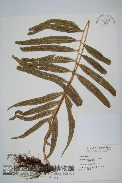 橢圓線蕨藏品圖，第1張