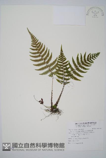 厚葉鱗毛蕨藏品圖，第1張