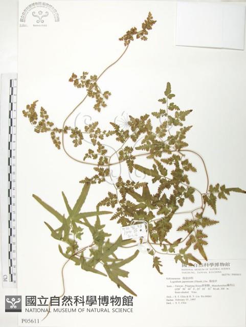 海金沙藏品圖，第1張