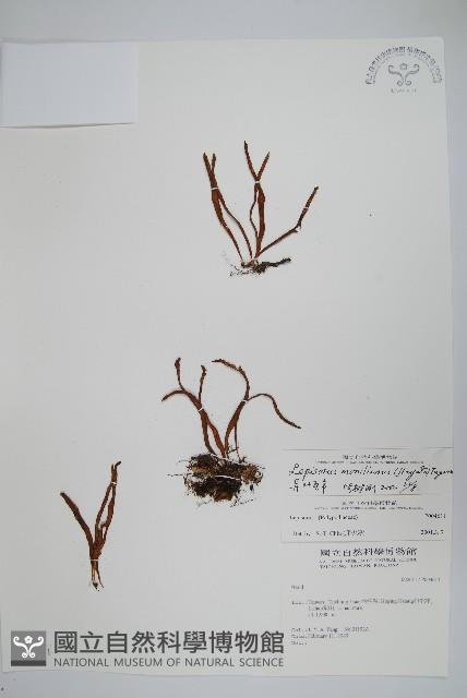 擬芨瓦葦藏品圖，第1張