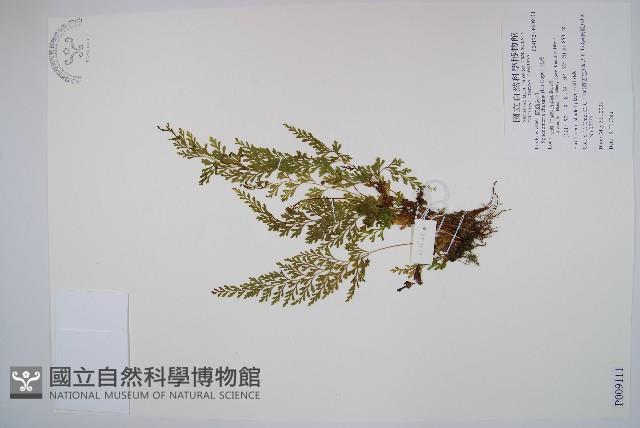 烏蕨藏品圖，第1張