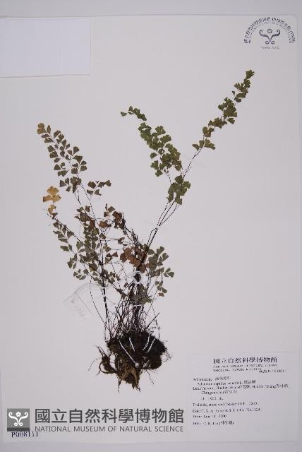 鐵線蕨藏品圖，第1張