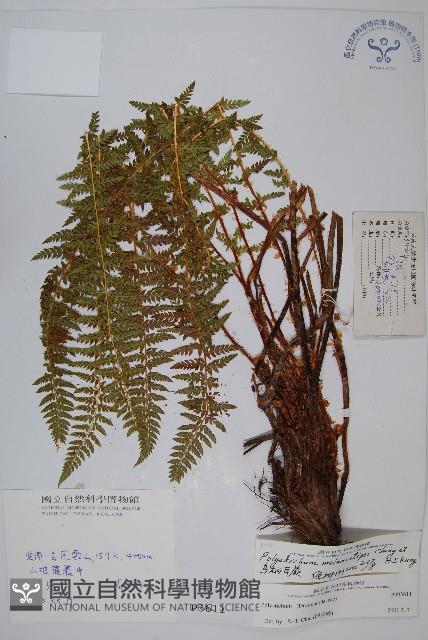 烏柄耳蕨藏品圖，第1張