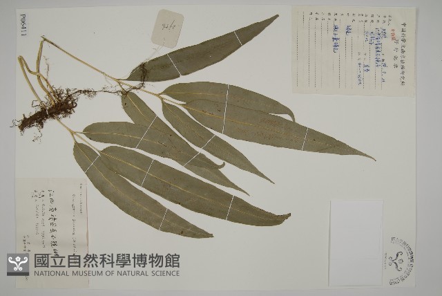 日本鳳丫蕨藏品圖，第1張