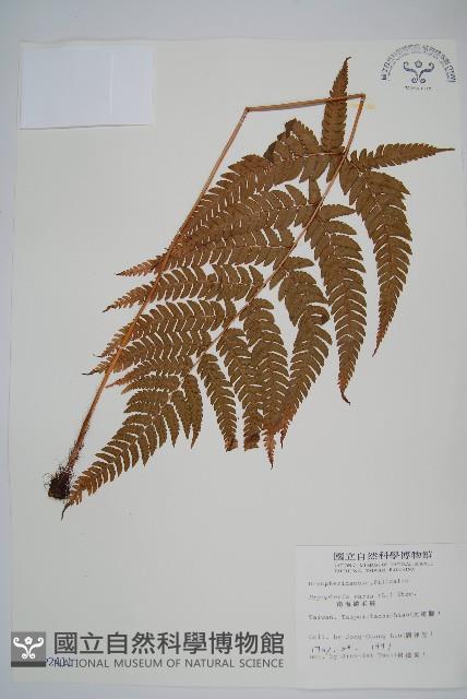 南海鱗毛蕨藏品圖，第1張