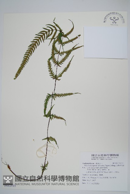 光囊紫柄蕨藏品圖，第1張