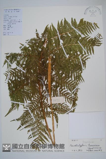 普通針毛蕨藏品圖，第1張