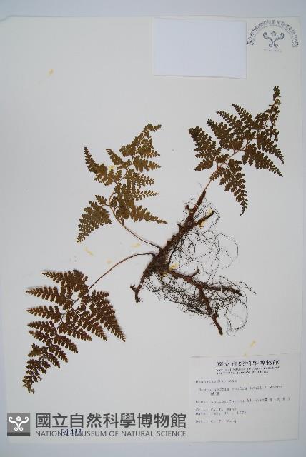 碗蕨藏品圖，第1張