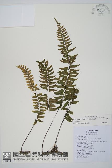 單邊鐵角蕨藏品圖，第1張