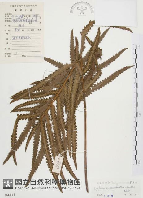 鐵毛蕨、毛蕨藏品圖，第1張