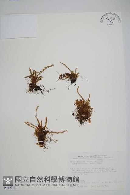 梳葉蕨藏品圖，第1張