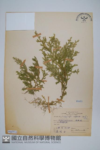 高雄卷柏藏品圖，第1張