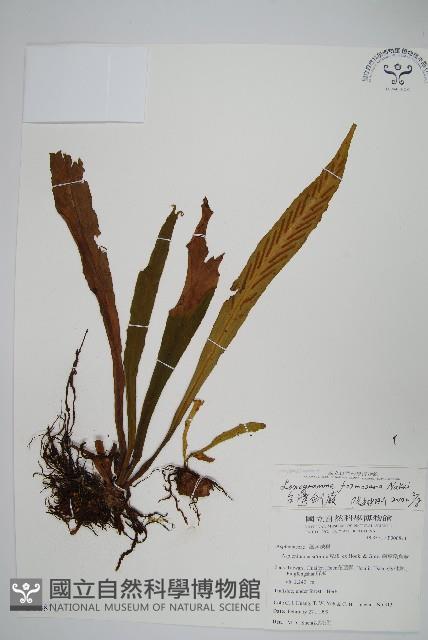 台灣劍蕨藏品圖，第1張