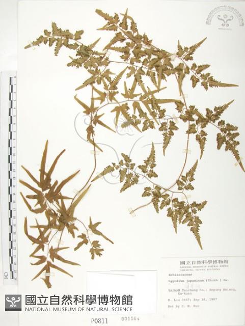 海金沙藏品圖，第1張